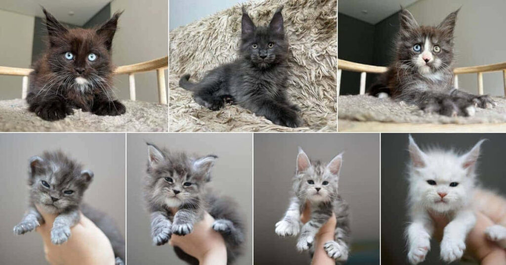 Charming Kitten Collage Wallpaper: Colorful & Playful Cat Background