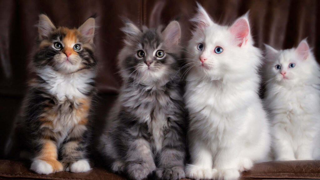 Adorable Fluffy Kittens Wallpaper: Perfect for Cat Lovers
