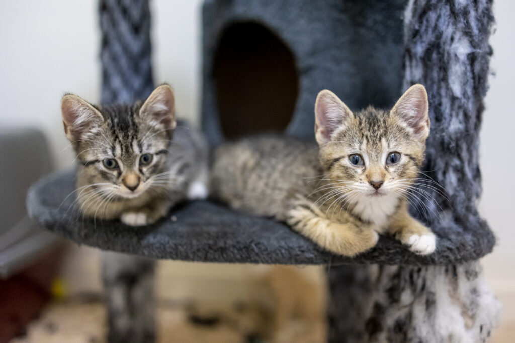 Charming Kittens on Cozy Platform – Cute Tabby Wallpaper