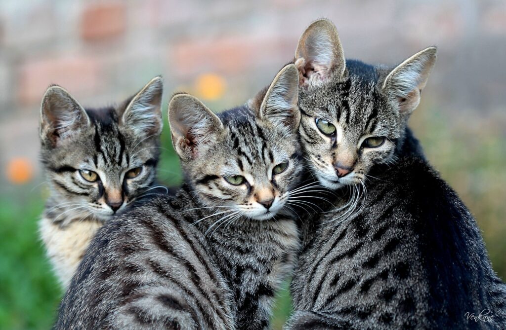 Adorable Kittens in Lush Greenery - Perfect Cat Lover Wallpaper