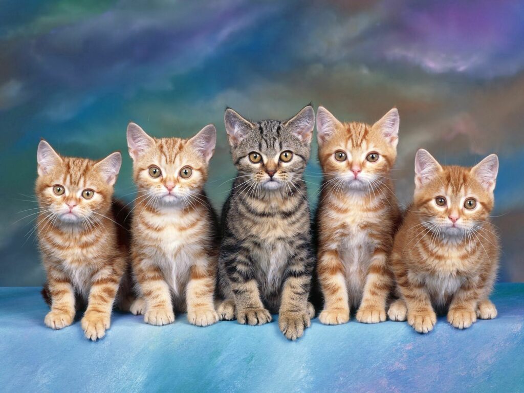 Adorable Kittens on Colorful Background - Charming Wallpaper