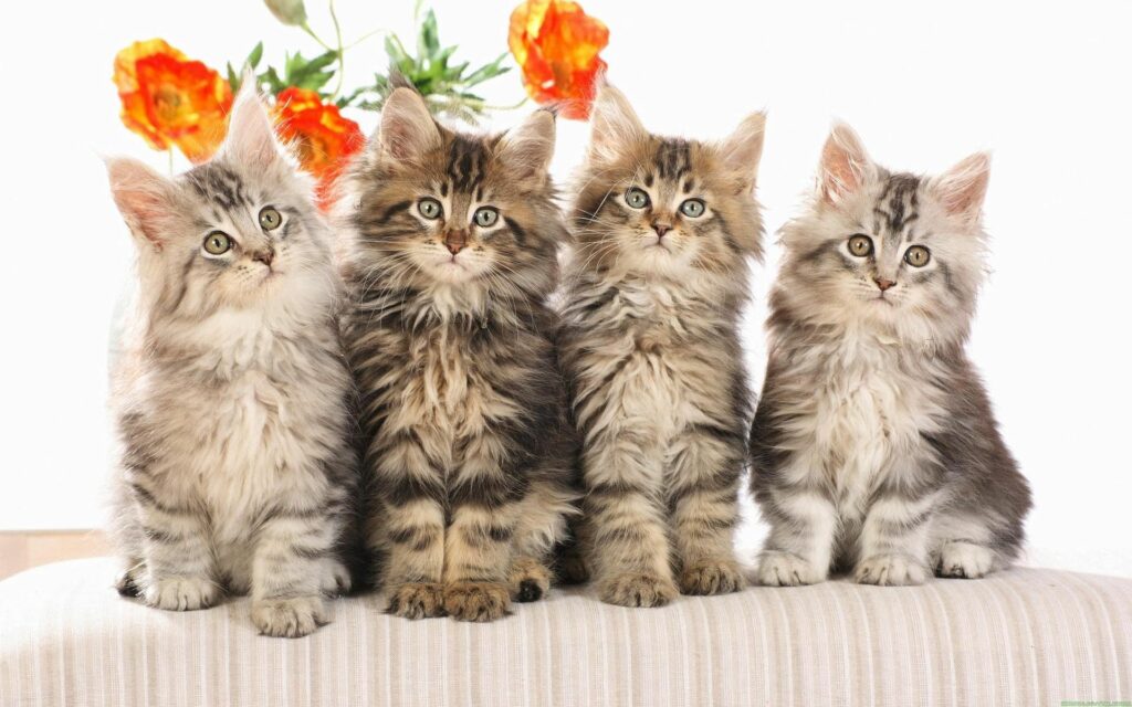 Adorable Kittens with Vibrant Orange Flower Background Wallpaper