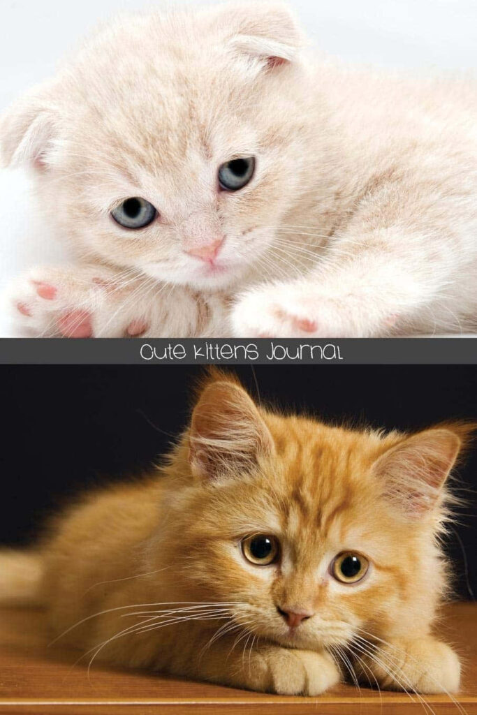 Adorable Kittens Wallpaper: Fluffy White & Ginger Fur Background