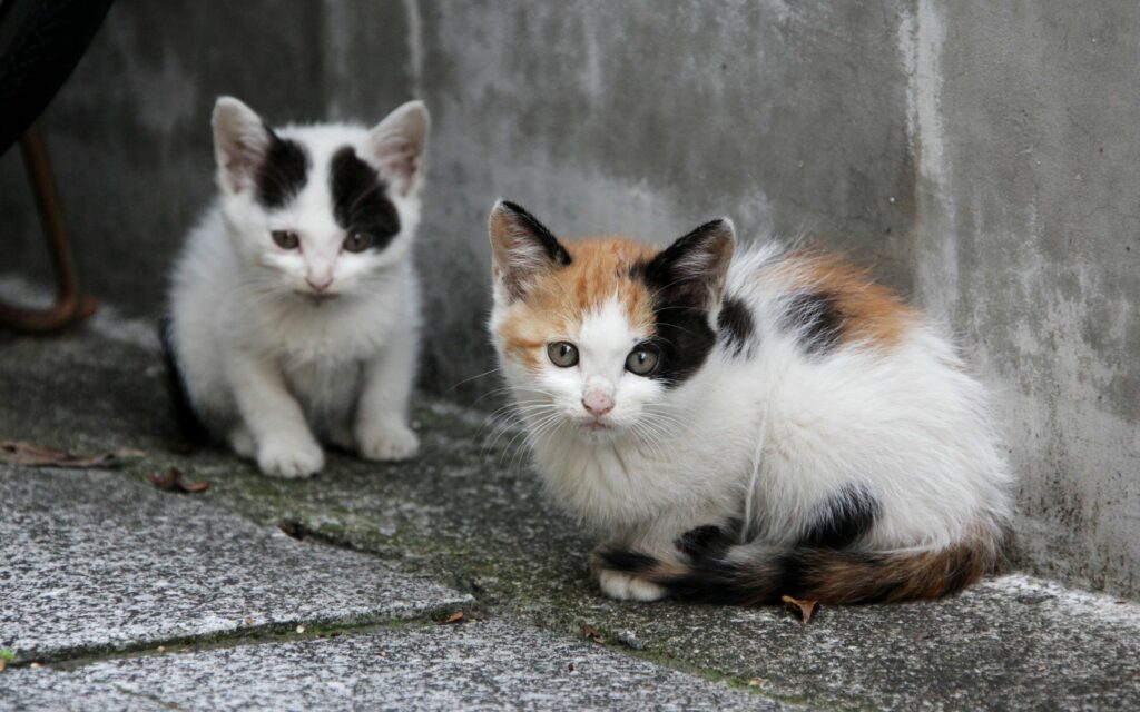 Adorable Kittens on Paved Surface: Innocent Companionship Wallpaper