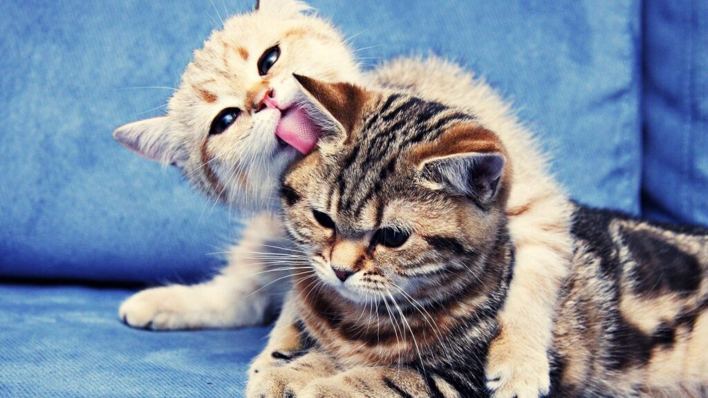 Adorable Kittens Licking Each Other on Blue Background Wallpaper