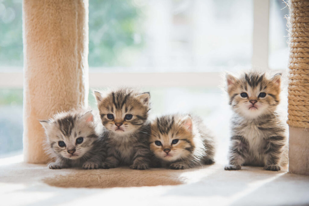 Charming Kittens Wallpaper: Adorable Felines by a Sunlit Window