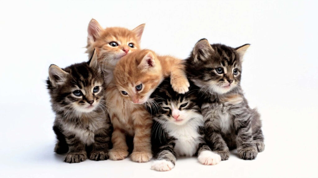 Charming Kitten Wallpaper: Adorable Kittens on White Background