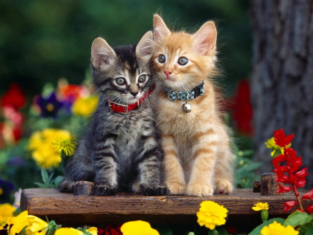 Charming Kittens on Wooden Perch Surrounded by Colorful Flowers Wallpaper