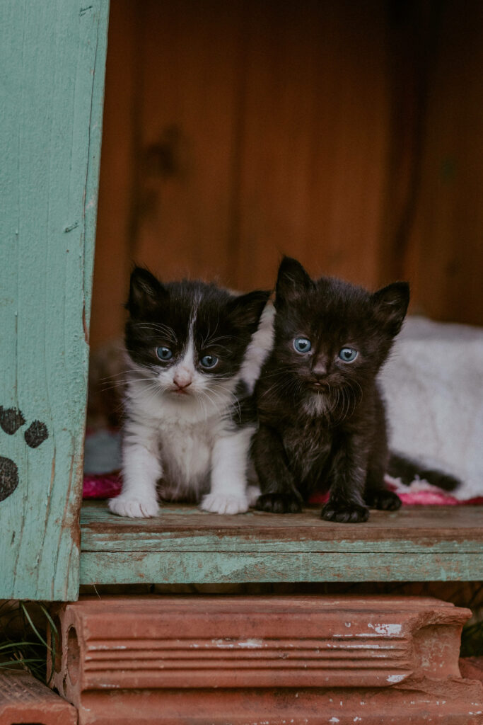 Adorable Kittens on Rustic Shelf: Tuxedo & Solid Black Cuties Wallpaper