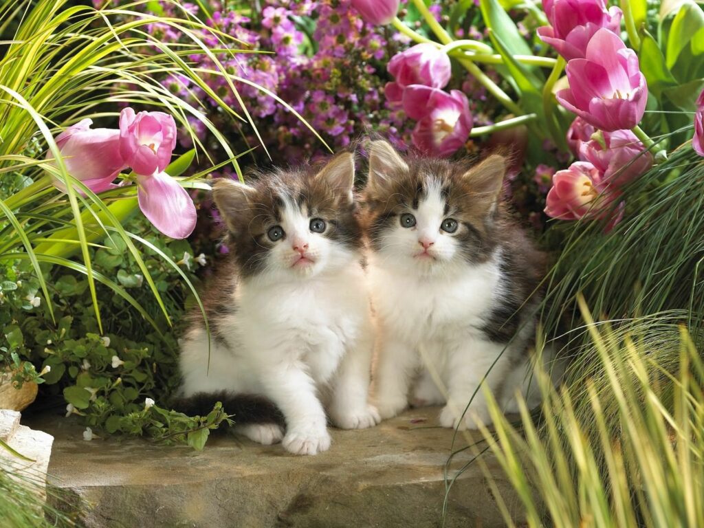 Adorable Kittens Nestled in Colorful Garden - Charming Wallpaper