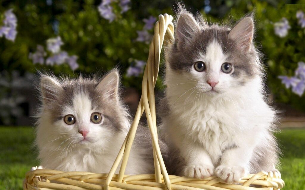 Adorable Kittens in Wicker Basket Surrounded by Lush Garden Wallpaper