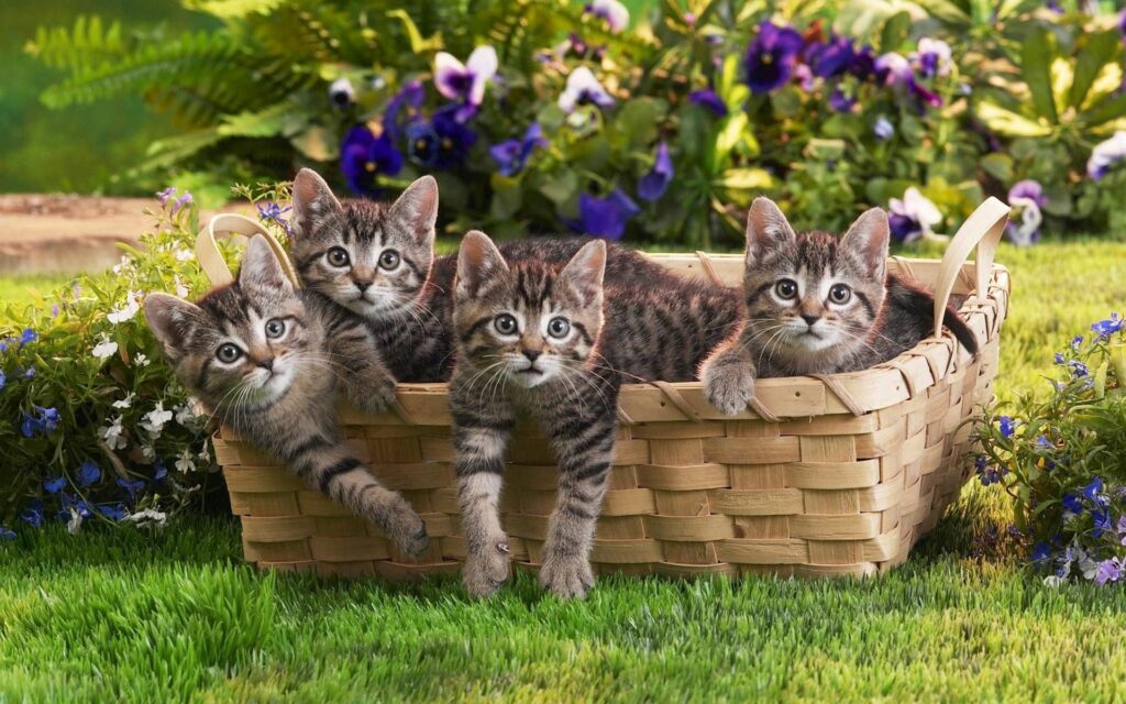 Adorable Kittens in Wicker Basket - Cheerful Nature Wallpaper