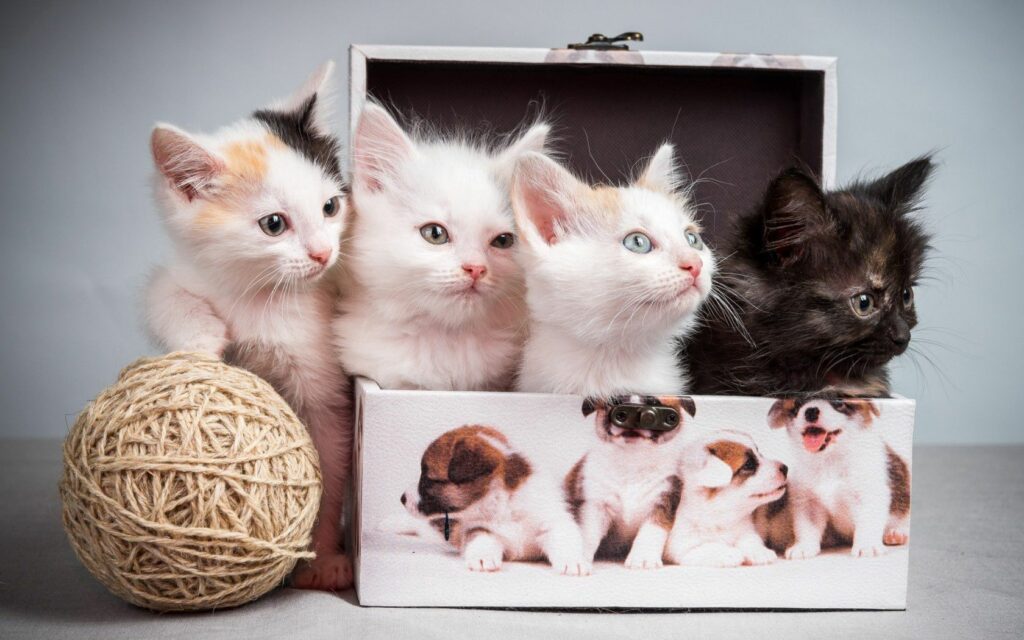 Adorable Kittens in a Box: Heartwarming Pet Lover Wallpaper