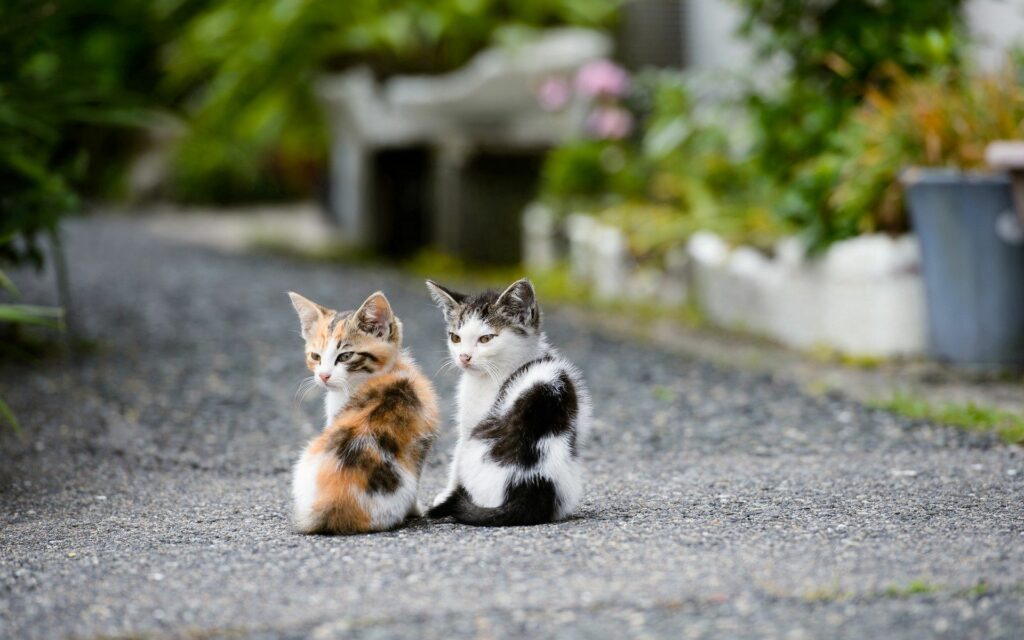 Adorable Kittens on Pebbled Path in a Lush Garden Background Wallpaper