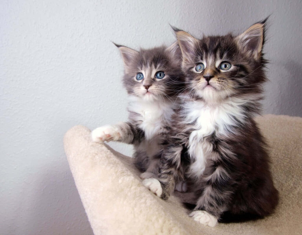 Adorable Kittens on Beige Chair - Heartwarming Wallpaper Background