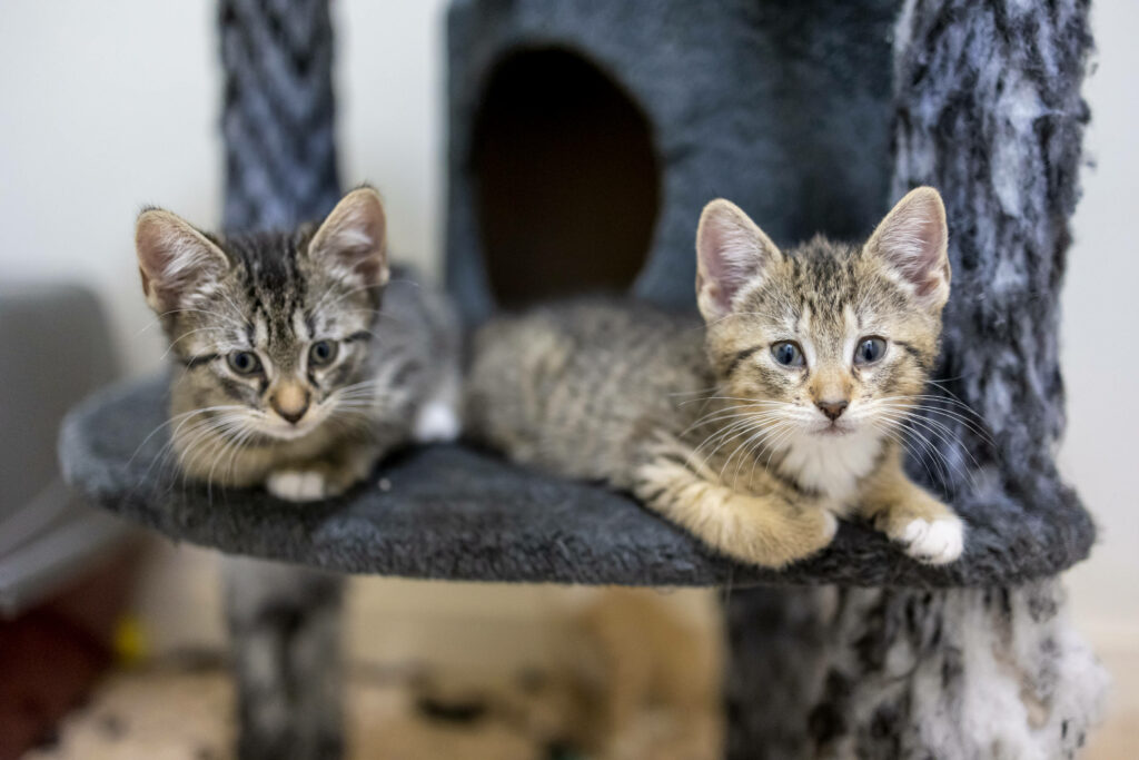 Heartwarming Kittens Relaxing on Cozy Cat Tower Wallpaper