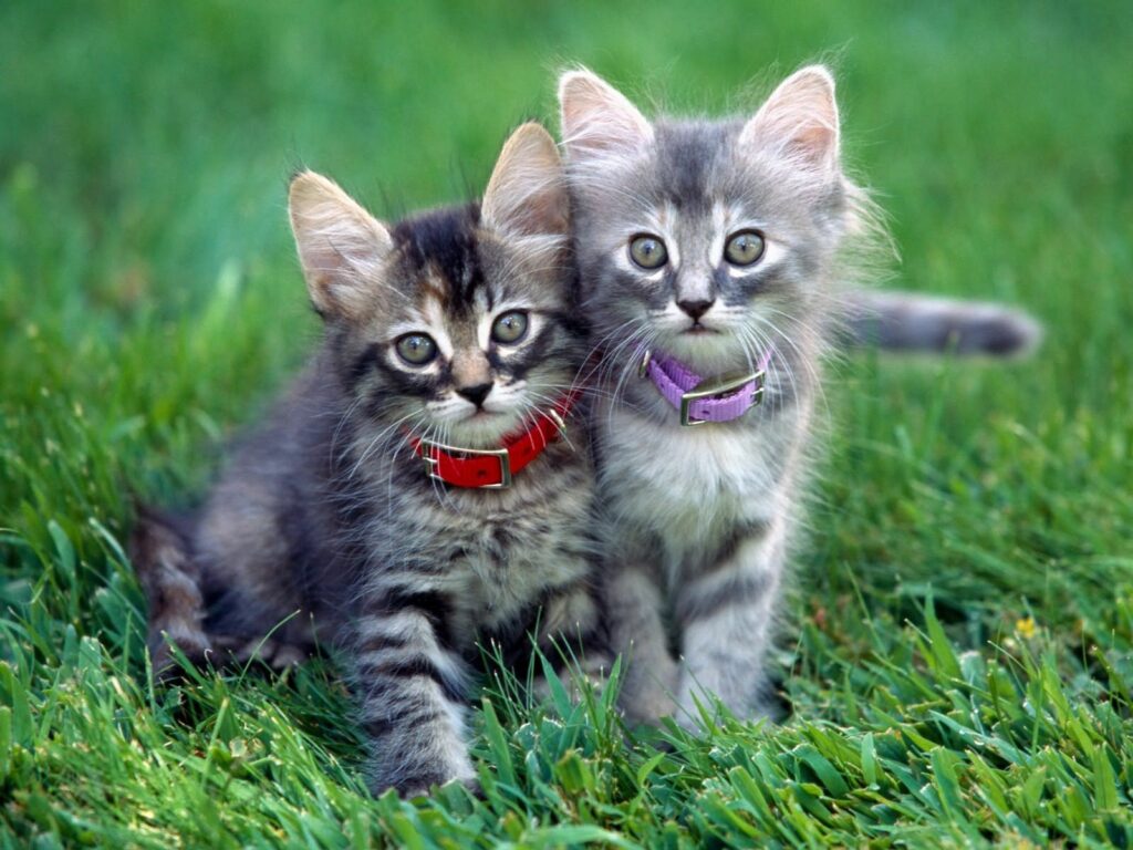 Adorable Kittens on Green Grass: Colorful Collars & Heartwarming Scene Wallpaper
