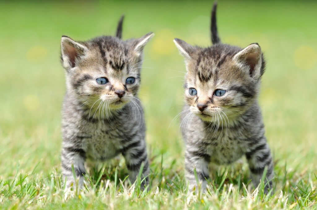 Adorable Kittens on Lush Green Lawn - Heartwarming Wallpaper