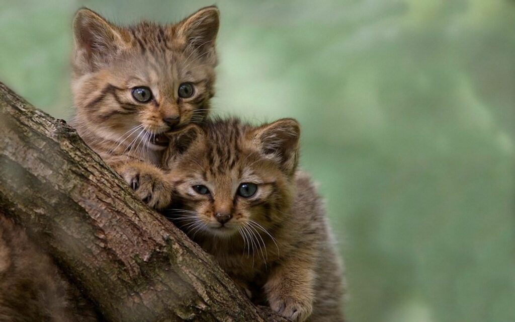 Playful Kittens on Tree Branch with Lush Green Background Wallpaper