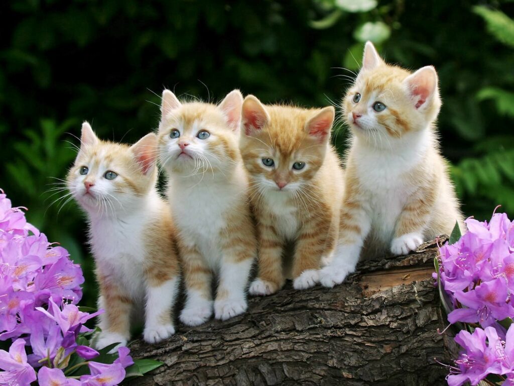 Charming Kittens on Log Surrounded by Flowers in Lush Green Background Wallpaper