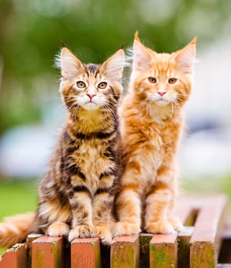 Cozy Kitten Wallpaper: Fluffy Tabby & Mixed Fur Friends