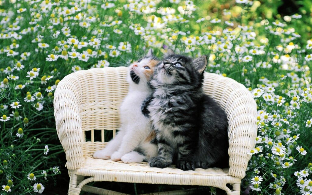 Charming Kitten Wallpaper: Cute Kittens in Chamomile Field Background