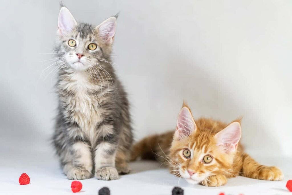 Charming Kittens with Raspberries: Heartwarming Wallpaper Background