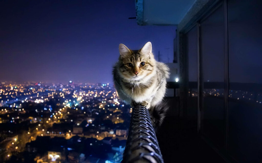 Charming Cat Wallpaper: Adorable Kitty & Stunning Cityscape Background