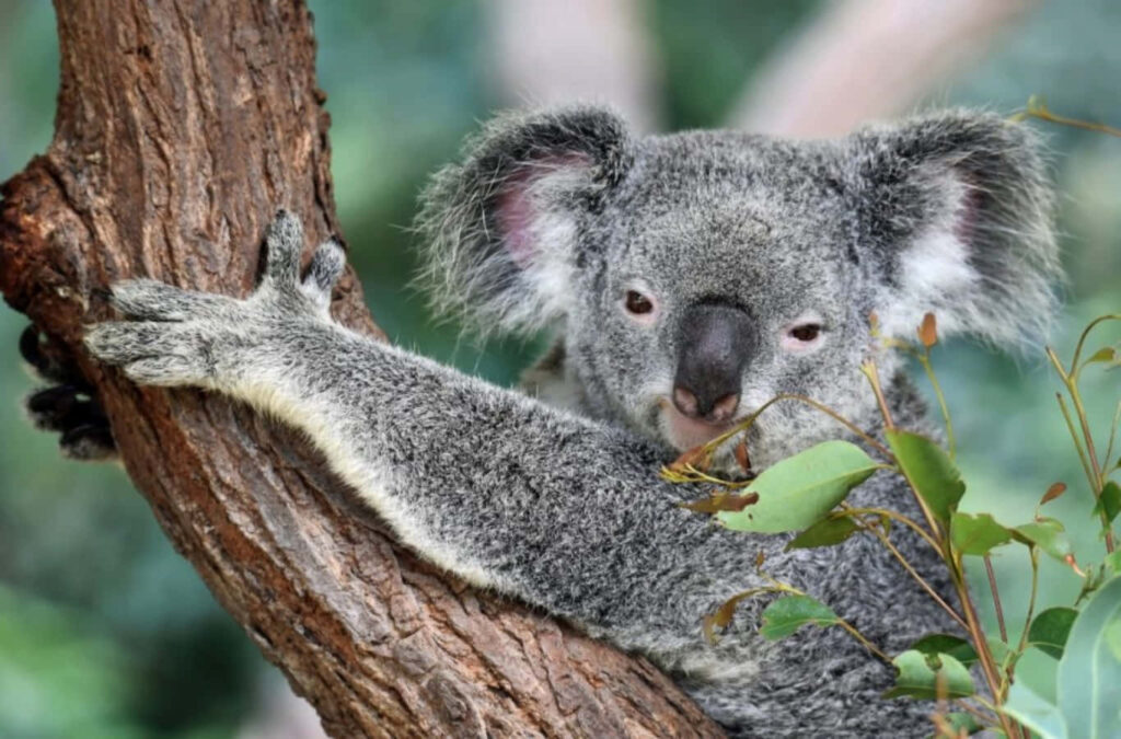 Adorable Koala Bear Wallpaper: Serene Tree Branch Scene