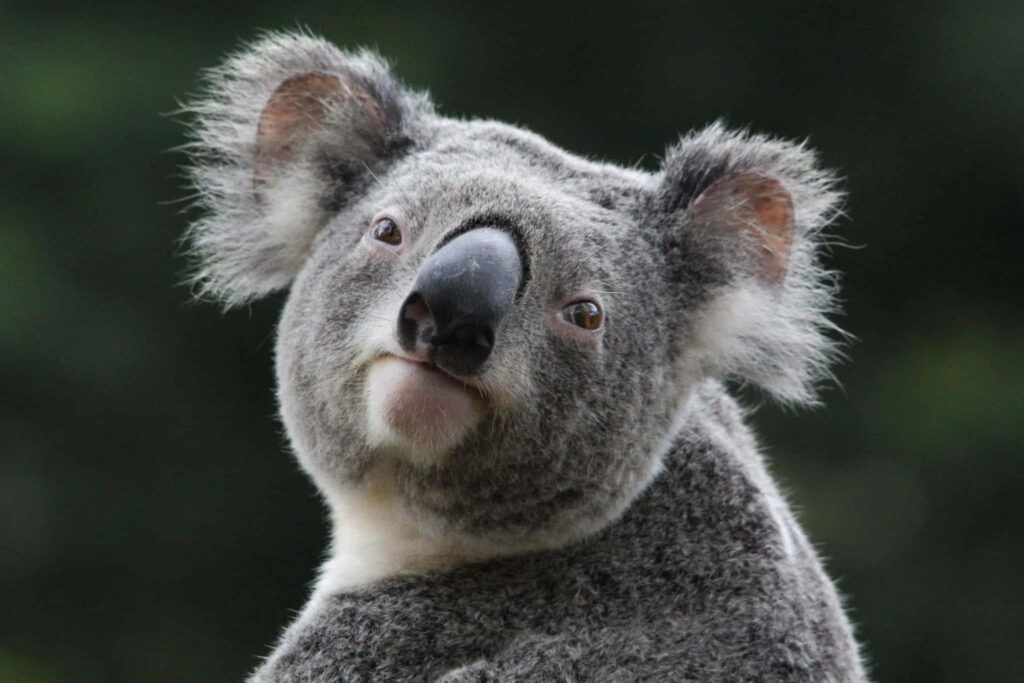 Adorable Koala Bear Wallpaper: Sunlit Charm on Blurred Green Background