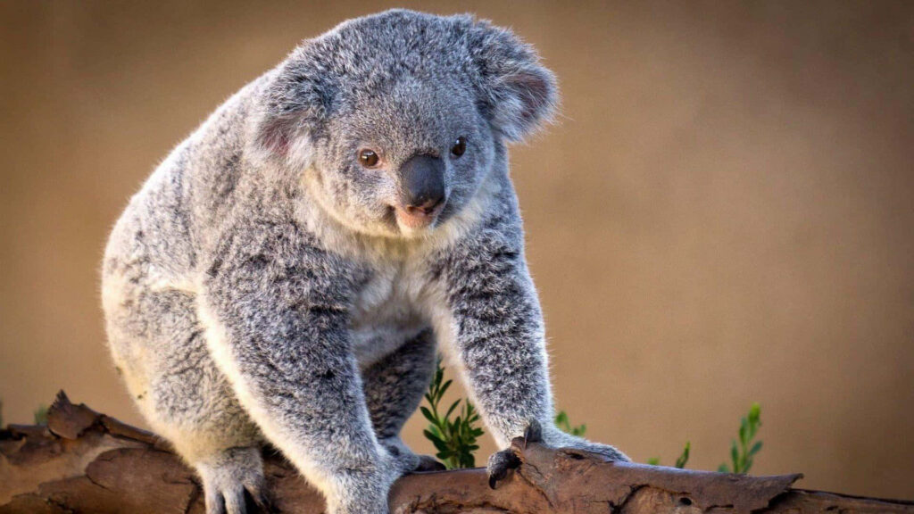 Charming Koala Bear in Tree: A Cozy Australian Wilderness Scene Wallpaper
