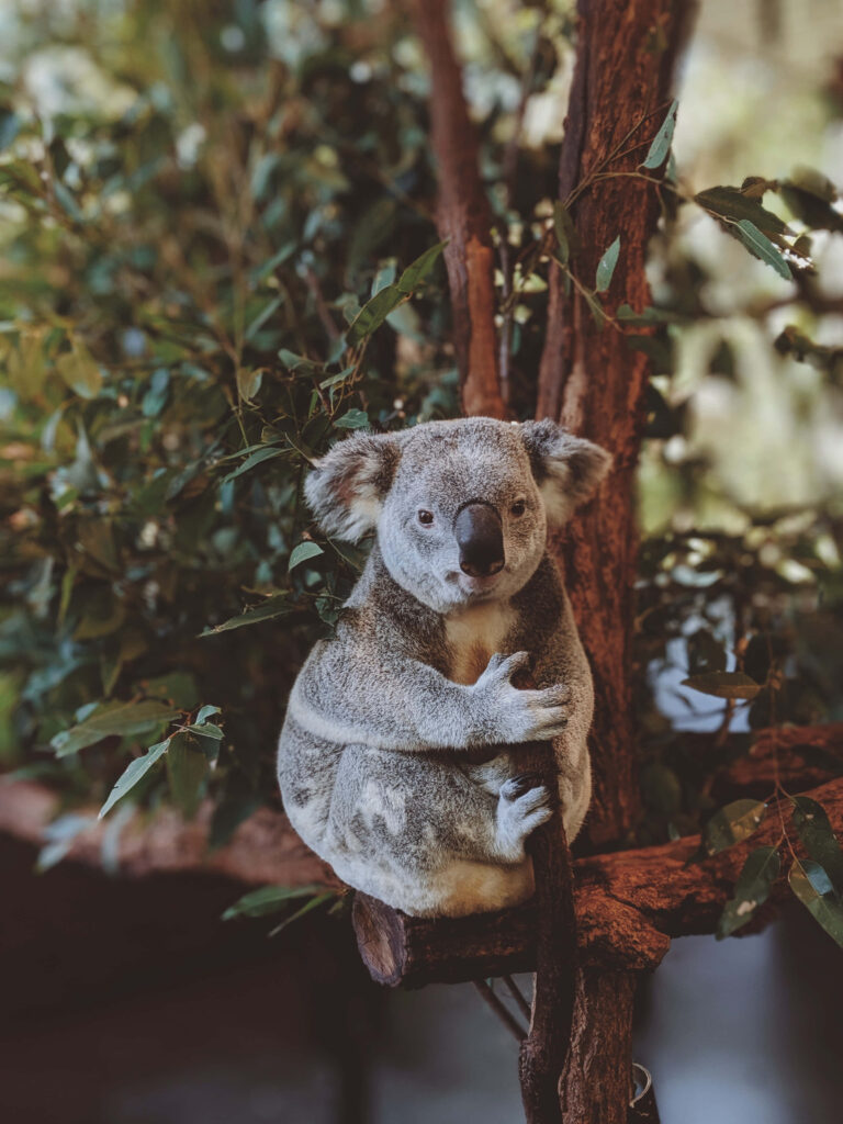 Charming Koala on Eucalyptus Background - Nature Lover's Delight Wallpaper
