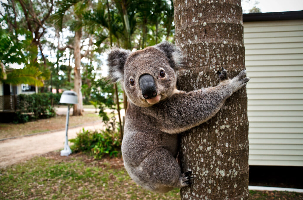 Adorable Koala Clinging to Tree in Serene Greenery Wallpaper