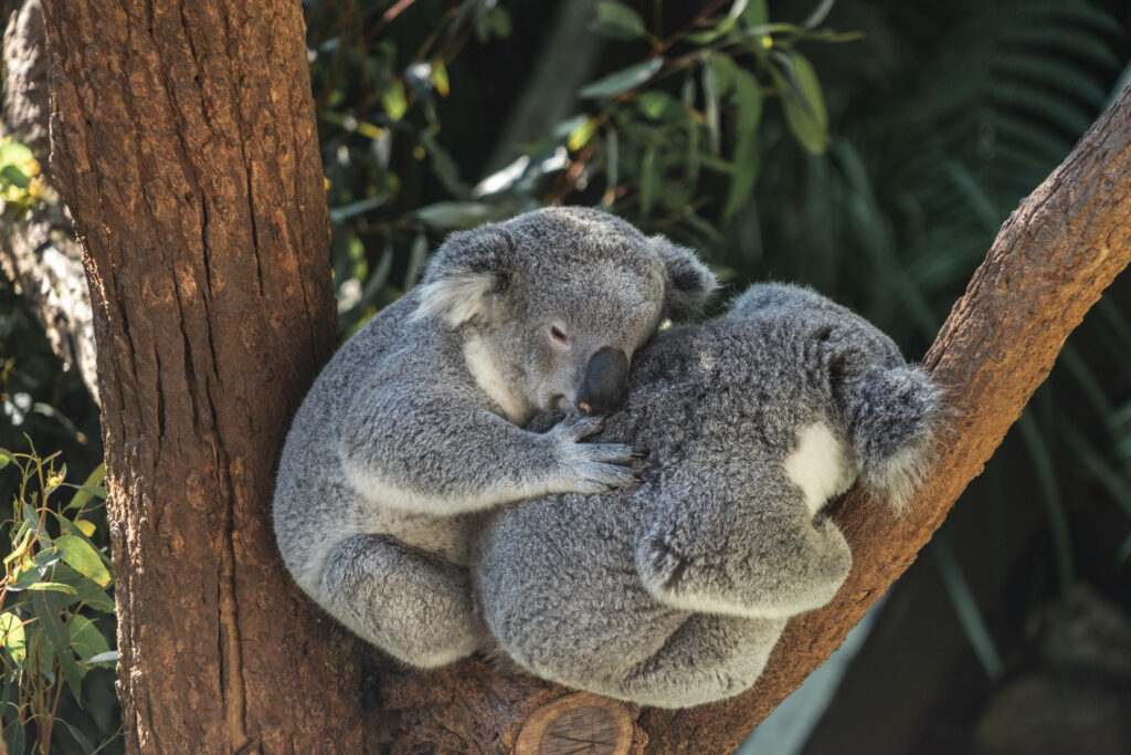 Cozy Koalas Cuddling in Lush Greenery - Nature Wallpaper Background