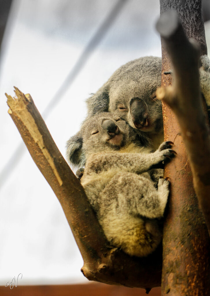 Adorable Koalas Sleeping on a Tree - Serene Wildlife Wallpaper