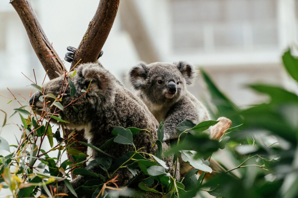 Adorable Koalas in a Lush Green Tree - 6000x4000 Wallpaper