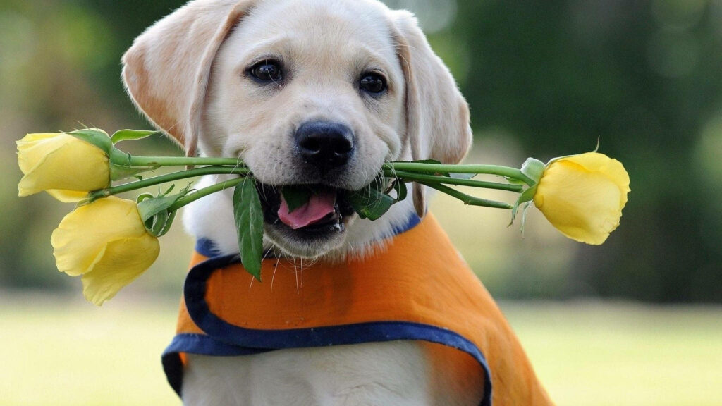Charming Labrador with Roses Wallpaper: Outdoor Serenity Scene