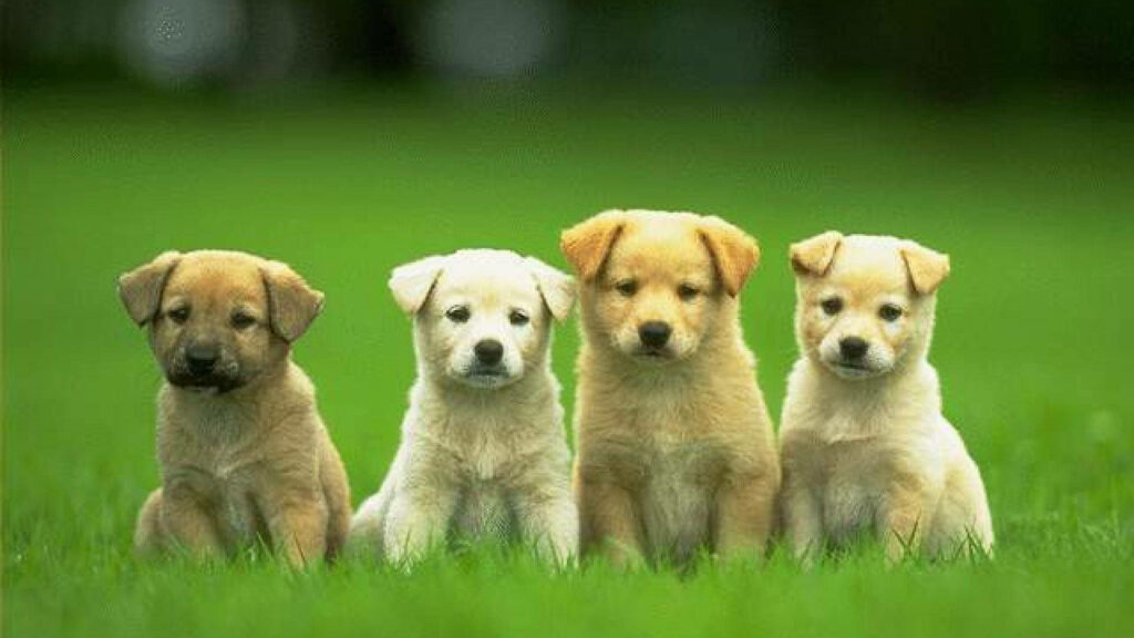 Adorable Labrador Puppies on Green Grass - HD Desktop Background Wallpaper