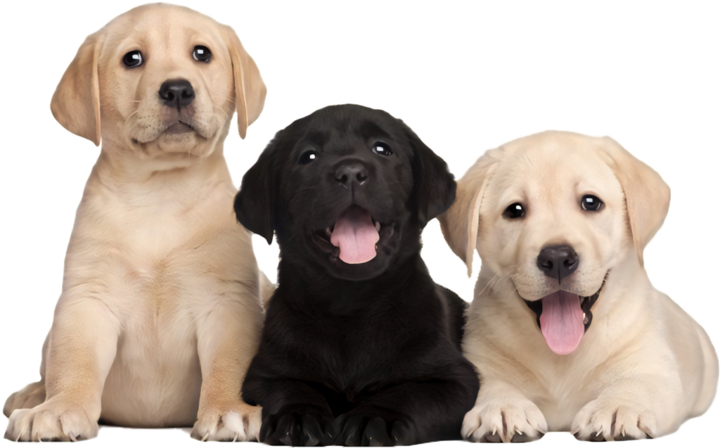 Heartwarming Wallpaper of Cheerful Labrador Puppies: Golden & Black