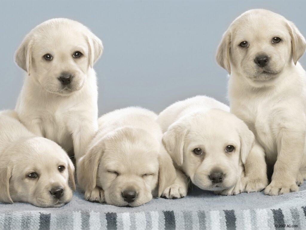 Adorable Labrador Puppies Resting on Patterned Blanket - Cute Wallpaper