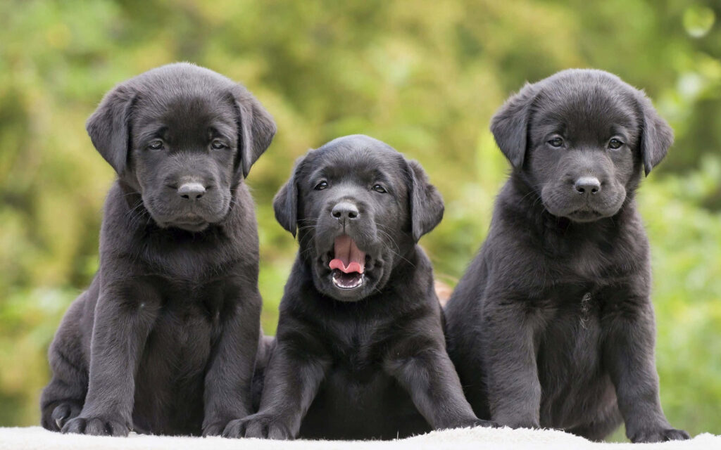 Adorable Black Labrador Puppies Yawning - Heartwarming Wallpaper Background