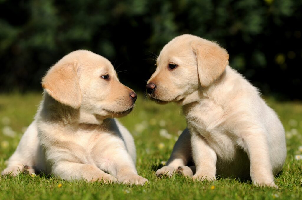 Charming Labrador Puppies on Green Grass - Heartwarming Wallpaper