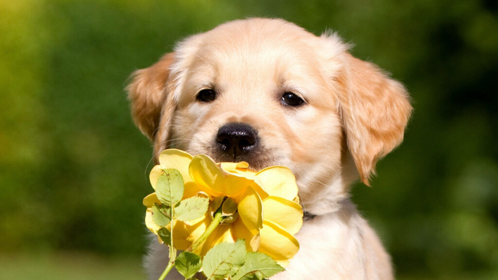 Cheerful Labrador Puppy with Yellow Flower - Heartwarming Wallpaper