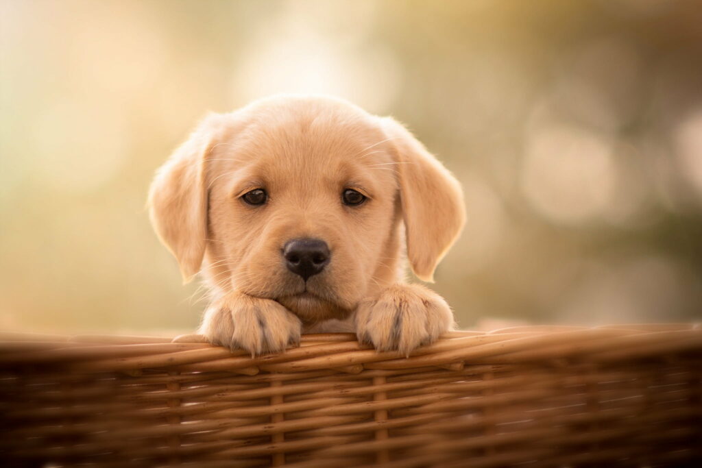 Pawfectly Adorable: Labrador Puppy Poses in Basket - HD Wallpaper Background
