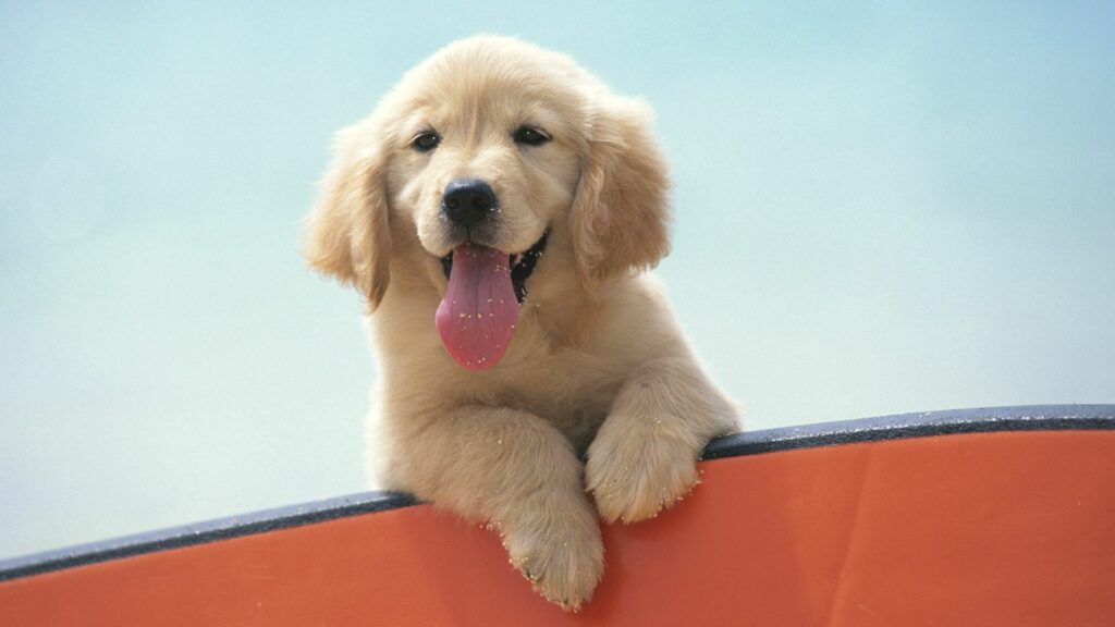 Adorable Labrador Puppy Wallpaper: Playful & Cute 1920x1080