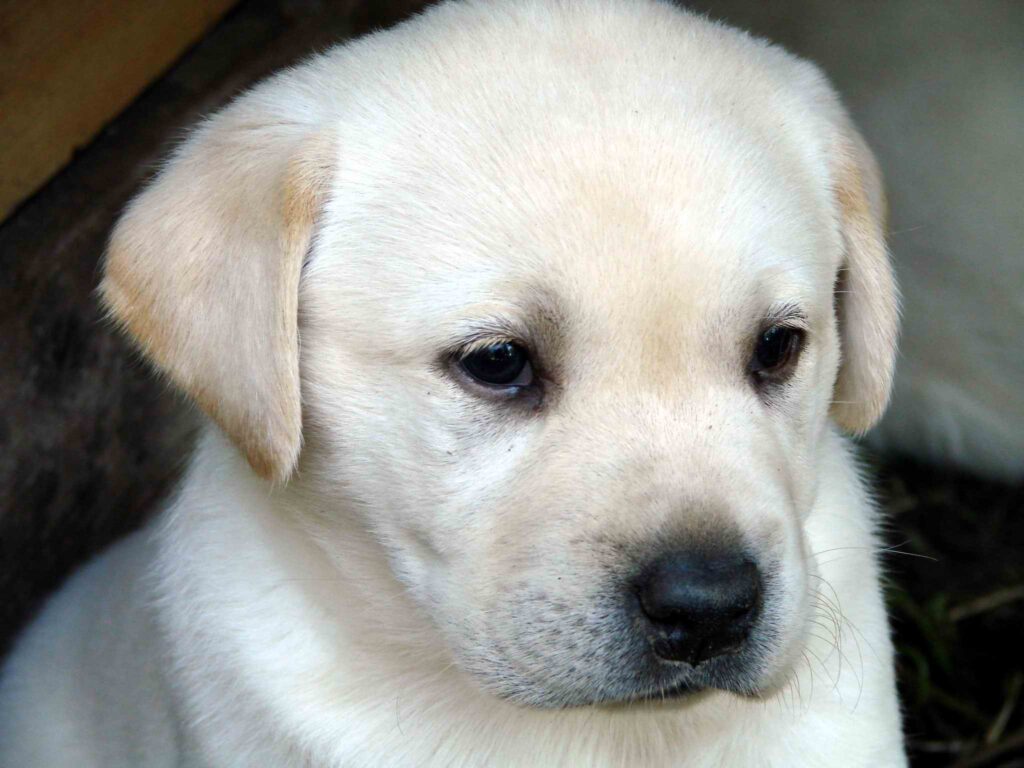 Adorable Labrador Puppy Wallpaper: Soft, Creamy Coat & Gentle Eyes