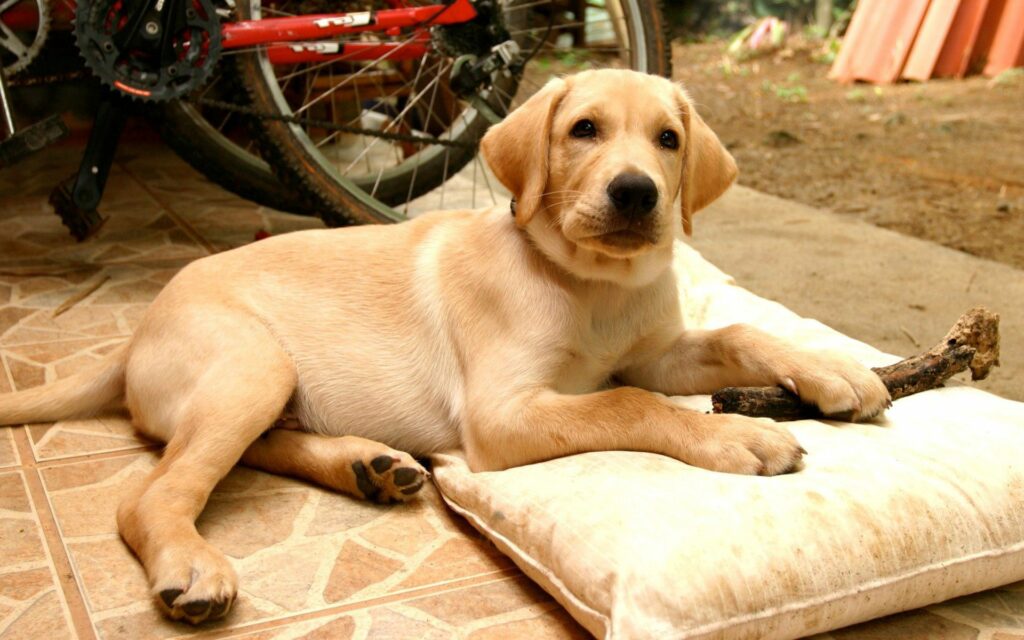 Charming Labrador Puppy on Pillow with Bicycle - Cozy Wallpaper