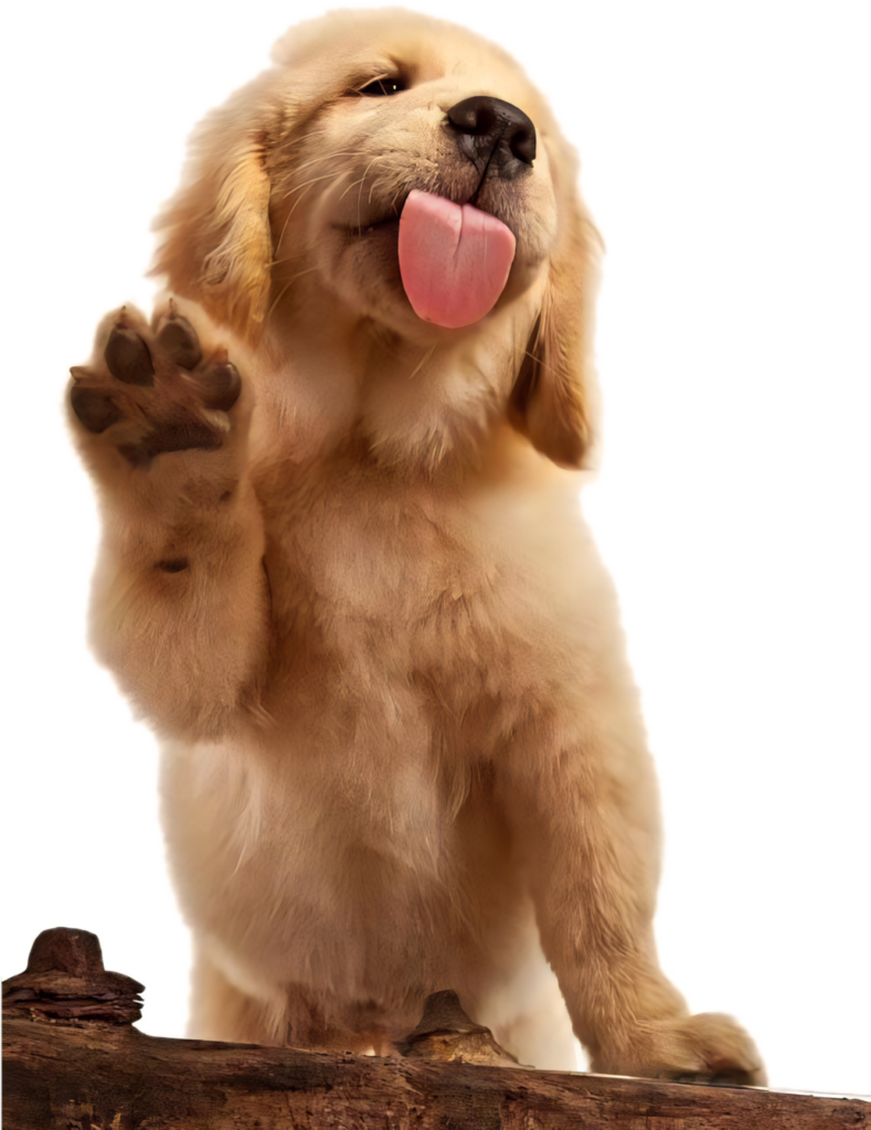 Charming Labrador Puppy Wallpaper: Playful PNG Background Design
