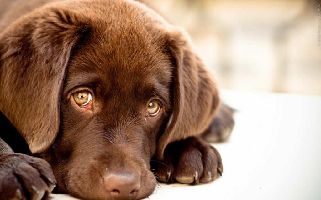 Adorable Labrador Puppy Wallpaper - Soft Fur & Soulful Eyes