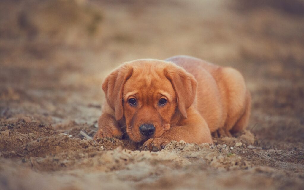 Charming Labrador Puppy Wallpaper: Adorable & Serene Background